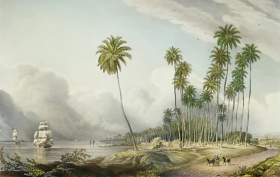 Kakaódió-séta a parton, Runaway Bay közelében, 15. tábla a "West Indian Scenery: Illustrations of Jamaica" című, a művész által metszett kiadványból, 15. sz. tábla. 1838-40